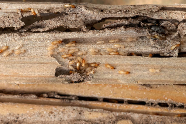 Best Termite Control Services  in Montgomery, GA